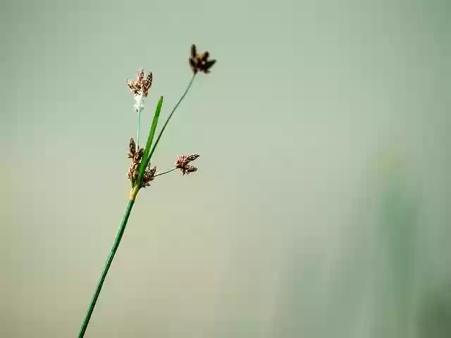 Free download Grass Plant Nature -  free photo or picture to be edited with GIMP online image editor