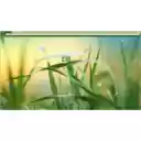 Grass raindrop  screen for extension Chrome web store in OffiDocs Chromium