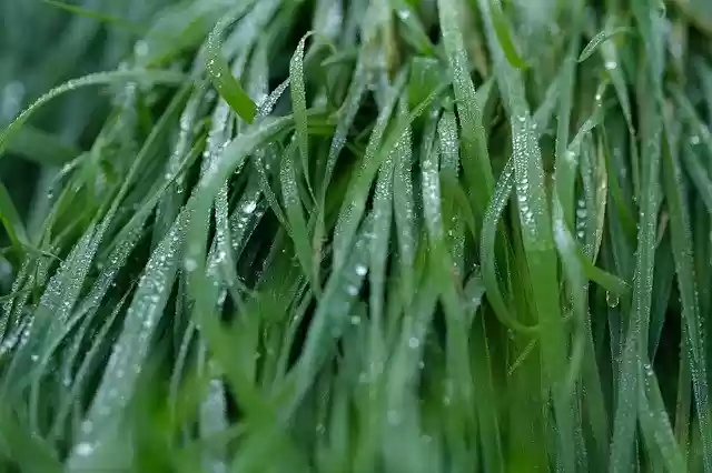 Free download Grass Rosa Green -  free photo or picture to be edited with GIMP online image editor