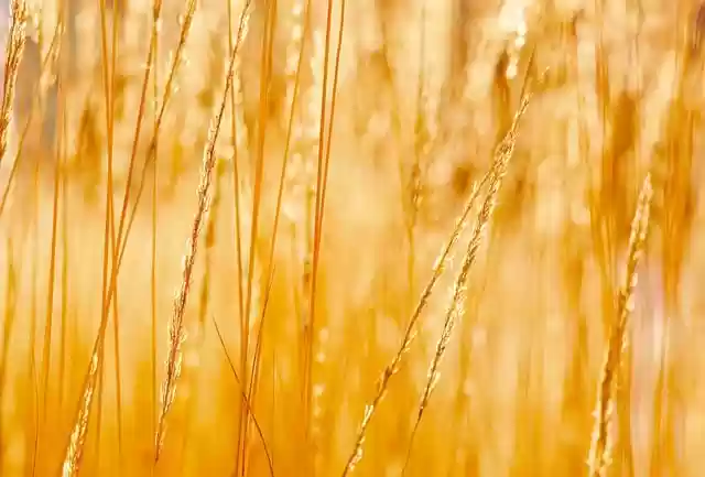 Free download grass stems cereal barley ear free picture to be edited with GIMP free online image editor
