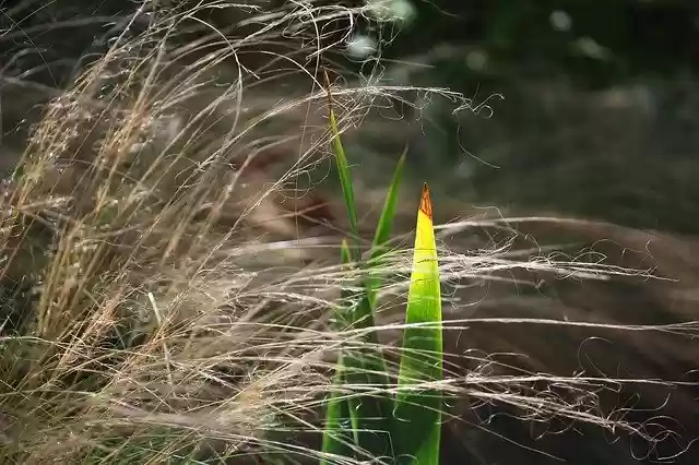 Free download Grass Sunny Mood -  free free photo or picture to be edited with GIMP online image editor