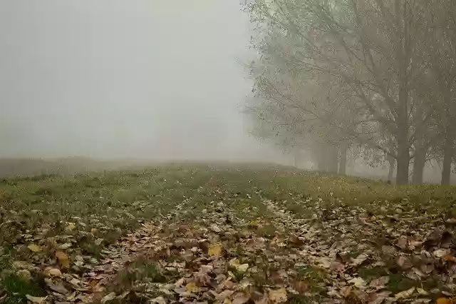 Free download Grass Trees Sky -  free free photo or picture to be edited with GIMP online image editor