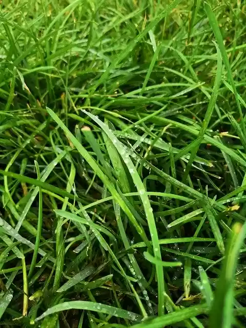 Unduh gratis Grass Wet Dew - foto atau gambar gratis untuk diedit dengan editor gambar online GIMP