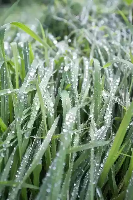 Free download Grass Wet Nature -  free photo or picture to be edited with GIMP online image editor