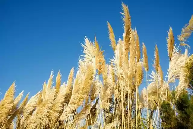 Free download Grass Wind Sky free video to be edited with OpenShot online video editor