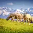 grassy hills and sheep  screen for extension Chrome web store in OffiDocs Chromium