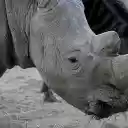 Gray and white rhinoceros  screen for extension Chrome web store in OffiDocs Chromium