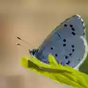 Gray butterfly  screen for extension Chrome web store in OffiDocs Chromium