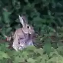 Gray hare  screen for extension Chrome web store in OffiDocs Chromium