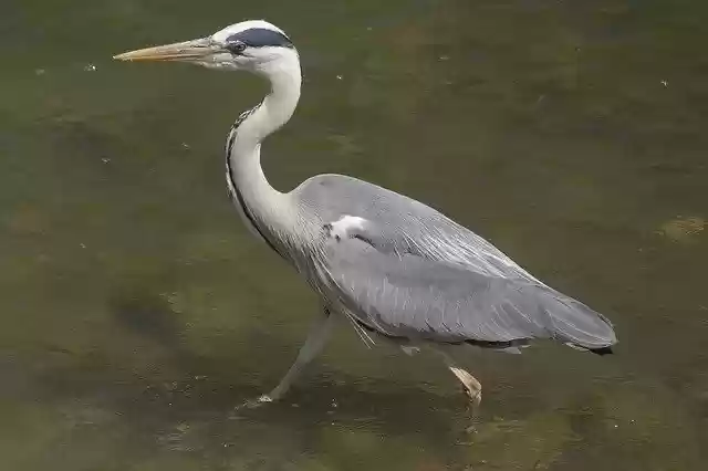 Free download Gray Heron Bird River -  free photo or picture to be edited with GIMP online image editor