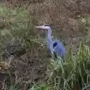 Gray heron in the grass  screen for extension Chrome web store in OffiDocs Chromium