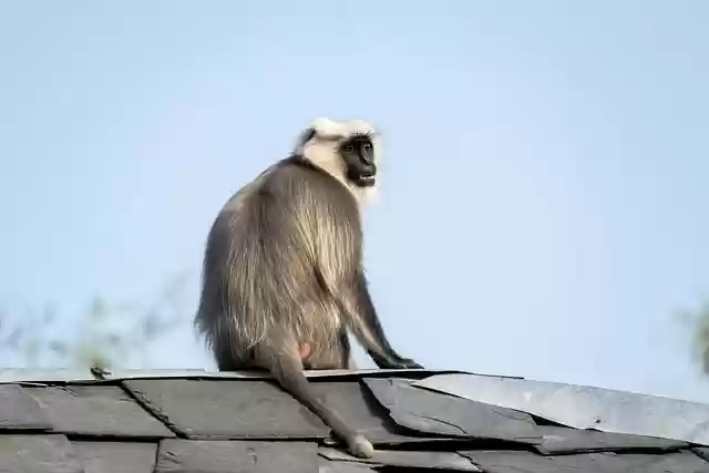 Free download gray langur monkey animal primate free picture to be edited with GIMP free online image editor