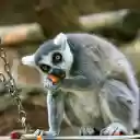 Gray Lemur  screen for extension Chrome web store in OffiDocs Chromium