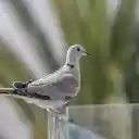 Gray pigeon  screen for extension Chrome web store in OffiDocs Chromium