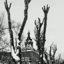 Grayscale Photo of Leafless Trees on a Snow Covered Street  screen for extension Chrome web store in OffiDocs Chromium
