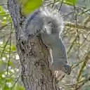 Gray Squirrel  screen for extension Chrome web store in OffiDocs Chromium