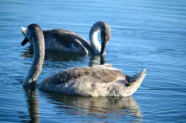 Free download gray swans swans birds waterfowls free picture to be edited with GIMP free online image editor