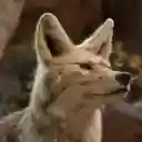 Gray wolf and yellow eyes  screen for extension Chrome web store in OffiDocs Chromium