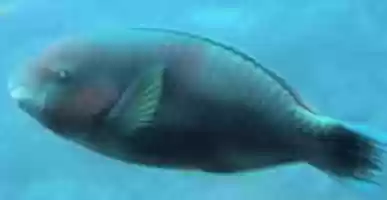 Free download great barrier reef free photo or picture to be edited with GIMP online image editor