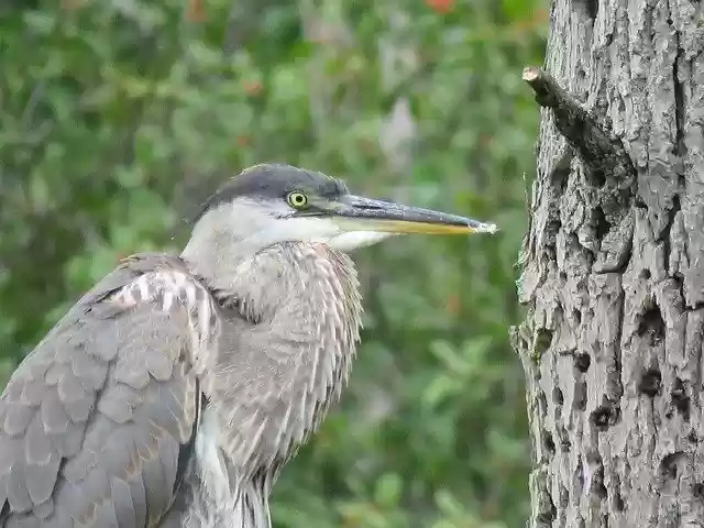 Free download Great Blue Heron Bird Wildlife -  free free photo or picture to be edited with GIMP online image editor