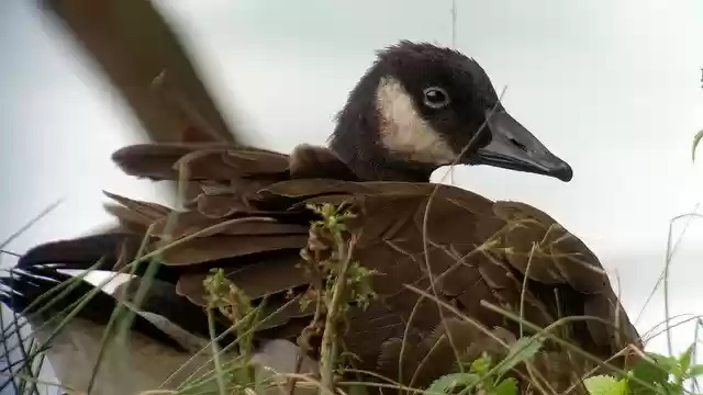 Free download Great Canadian Goose Young B -  free photo or picture to be edited with GIMP online image editor