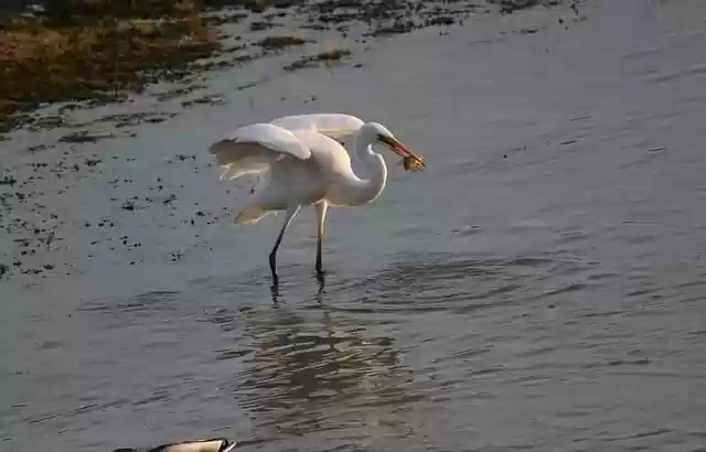 Free download great egret bird wader lake free picture to be edited with GIMP free online image editor