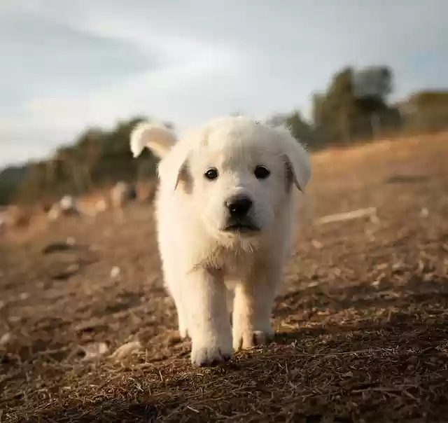 Free download great pyrenees dog puppy pet free picture to be edited with GIMP free online image editor