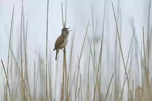 Free download great reed warbler singing reed fog free picture to be edited with GIMP free online image editor