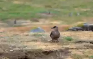 Free download Great Skua on Magdalena Island free photo or picture to be edited with GIMP online image editor