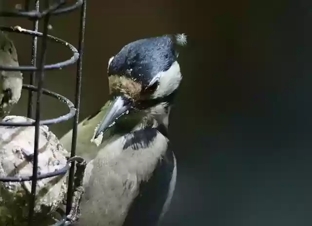 Free download great spotted woodpecker bird beak free picture to be edited with GIMP free online image editor