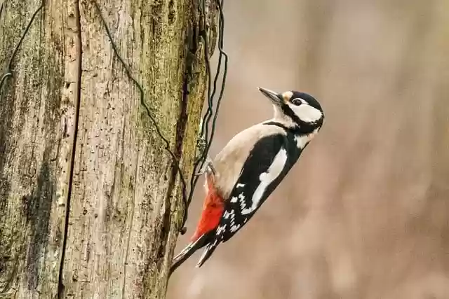 Free download great spotted woodpecker nature free picture to be edited with GIMP free online image editor