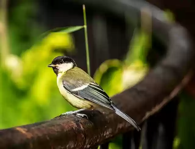 Free download great tit forest portrait titmouse free picture to be edited with GIMP free online image editor