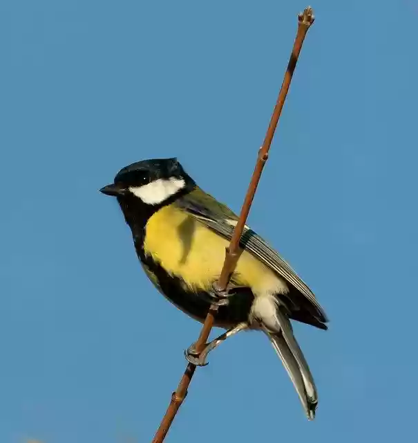 Free download Great Tit Small Bird Garden -  free free photo or picture to be edited with GIMP online image editor