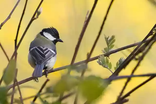 Free download great tit tit bird animal branch free picture to be edited with GIMP free online image editor