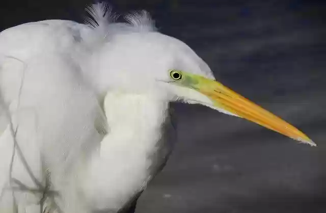 Free download great white egret egret bird animal free picture to be edited with GIMP free online image editor