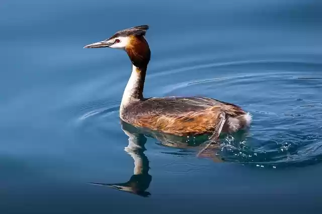 Free download grebe bird animal waterfowl free picture to be edited with GIMP free online image editor