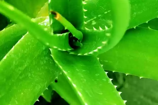 Free download Green Aloe Vera Nature -  free photo or picture to be edited with GIMP online image editor