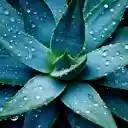 Green aloe vera plant  screen for extension Chrome web store in OffiDocs Chromium