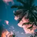 Green and brown Coconut Trees Under Clear Blue Sky  screen for extension Chrome web store in OffiDocs Chromium