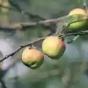 Green apples  screen for extension Chrome web store in OffiDocs Chromium
