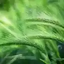 Green barley  screen for extension Chrome web store in OffiDocs Chromium