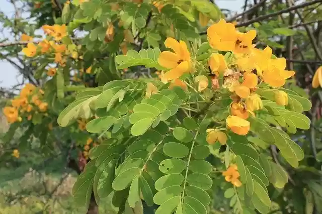 Free download Green Beautiful Flower -  free free photo or picture to be edited with GIMP online image editor