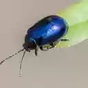 Green Beetle  screen for extension Chrome web store in OffiDocs Chromium