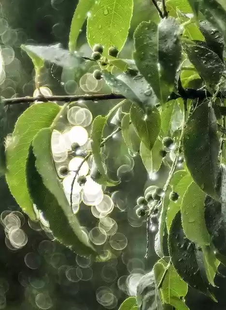 Free download Green Berries Sun -  free photo or picture to be edited with GIMP online image editor