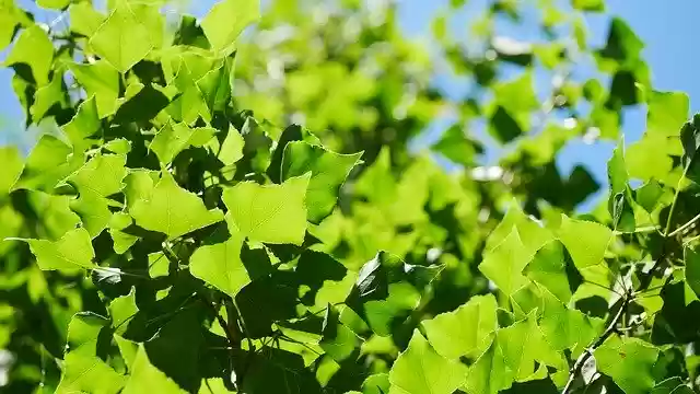 Free download Green Blue Leaves -  free photo or picture to be edited with GIMP online image editor