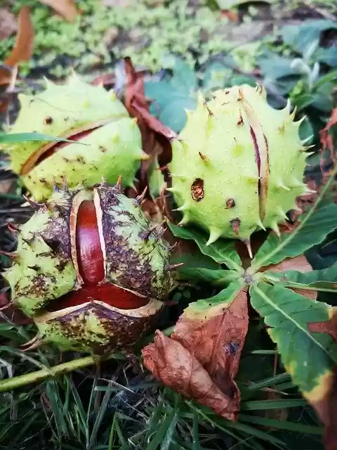 Free download Green Chestnut Autumn -  free photo or picture to be edited with GIMP online image editor