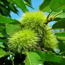 Green chestnut tree  screen for extension Chrome web store in OffiDocs Chromium
