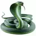 green cobra wallpaper  screen for extension Chrome web store in OffiDocs Chromium