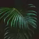Green coconut branches  screen for extension Chrome web store in OffiDocs Chromium