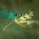 Green dragonfly  screen for extension Chrome web store in OffiDocs Chromium